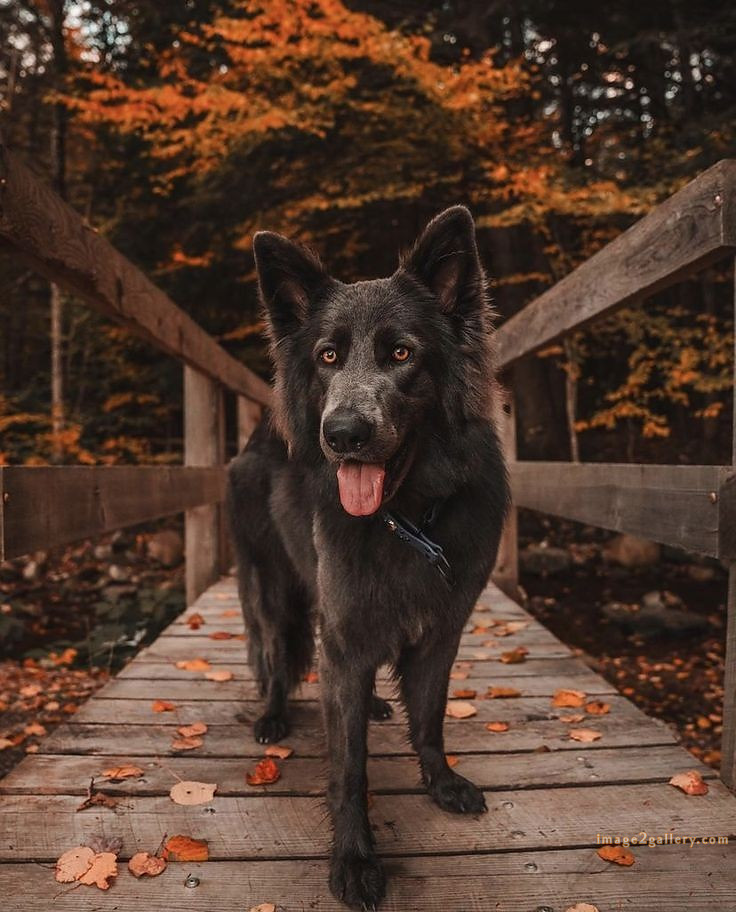 1100+ Dog Images Free Download | Cute Dog Pictures | 1031 animal dog images download -(18)