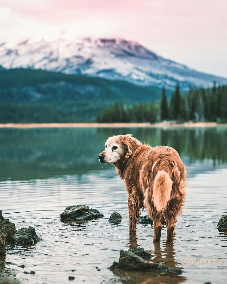 1100+ Dog Images Free Download | Cute Dog Pictures | 1030 animal dog images download -(19)