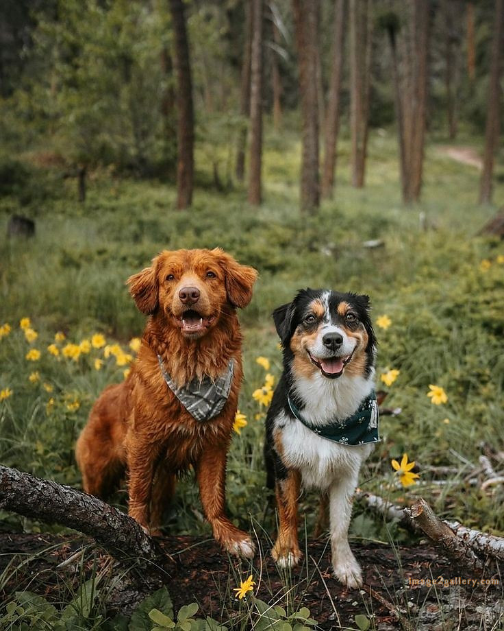 1100+ Dog Images Free Download | Cute Dog Pictures | 1047 animal dog images download -(2)