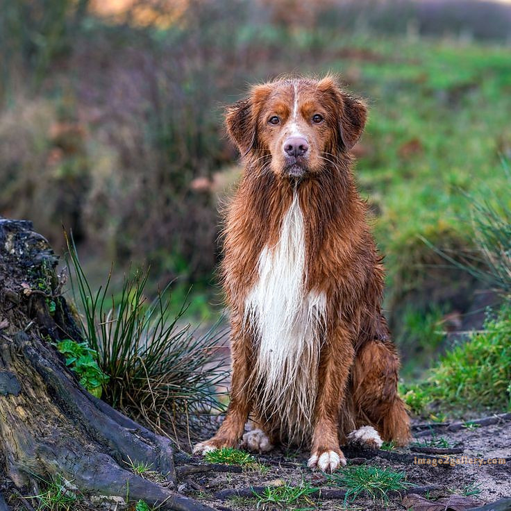1100+ Dog Images Free Download | Cute Dog Pictures | 1025 animal dog images download -(20)