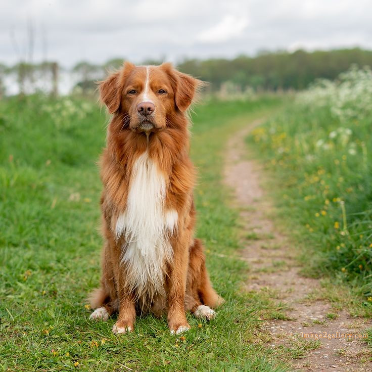 1100+ Dog Images Free Download | Cute Dog Pictures | 1026 animal dog images download -(21)