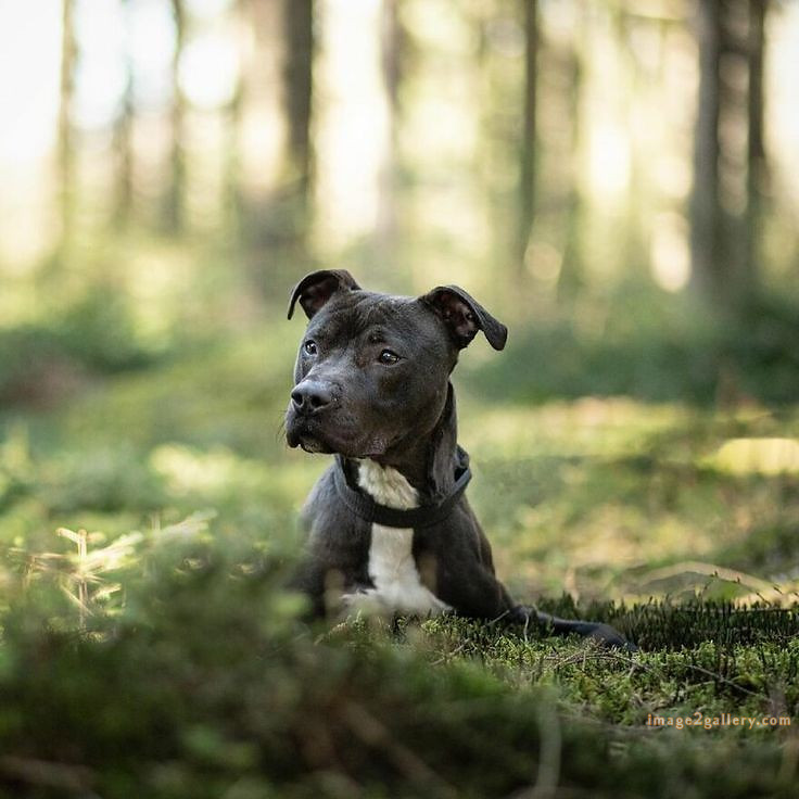 1100+ Dog Images Free Download | Cute Dog Pictures | 1027 animal dog images download -(22)