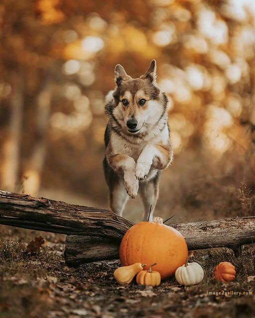 1100+ Dog Images Free Download | Cute Dog Pictures | 1028 animal dog images download -(23)