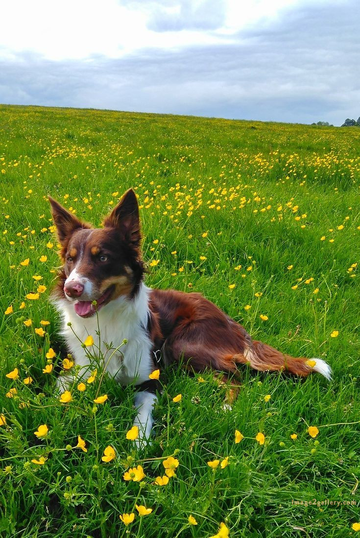 1100+ Dog Images Free Download | Cute Dog Pictures | 1049 animal dog images download -(4)