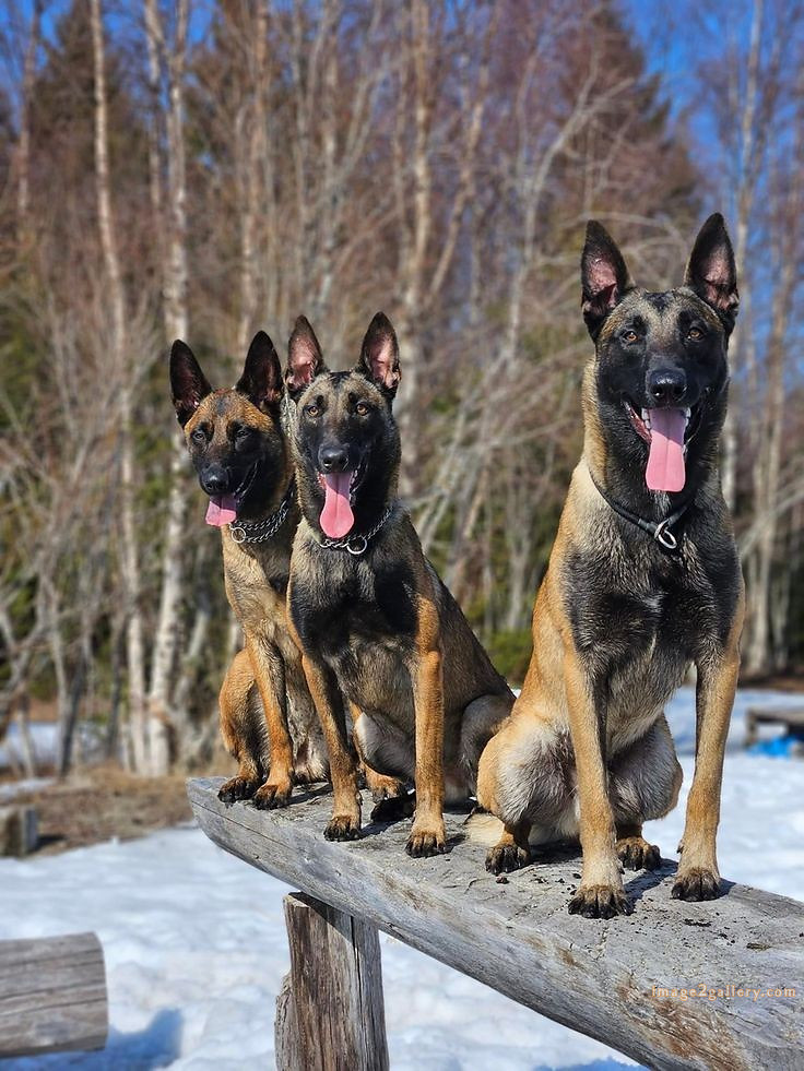 1100+ Dog Images Free Download | Cute Dog Pictures | 1040 animal dog images download -(5)
