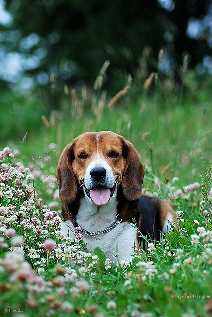 1100+ Dog Images Free Download | Cute Dog Pictures | 1042 animal dog images download -(7)