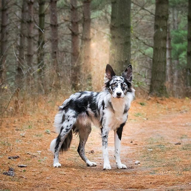 1100+ Dog Images Free Download | Cute Dog Pictures | 1043 animal dog images download -(8)