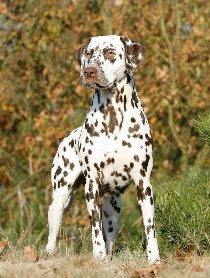 1100+ Dog Images Free Download | Cute Dog Pictures | 1044 animal dog images download -(9)