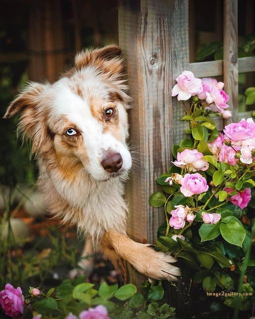 1100+ Dog Images Free Download | Cute Dog Pictures | 1004 animal dog photo -