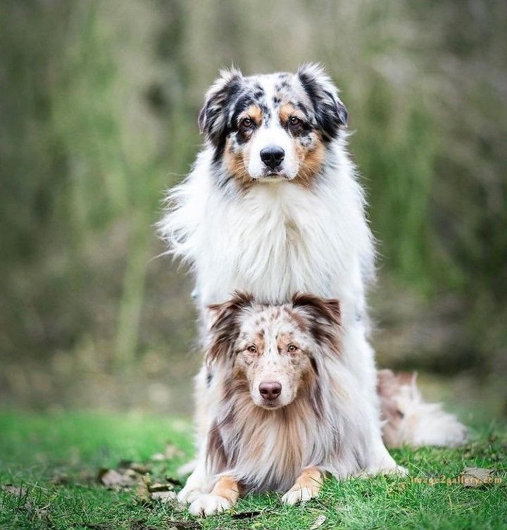 1100+ Dog Images Free Download | Cute Dog Pictures | 1024 animal dog photo -(1)
