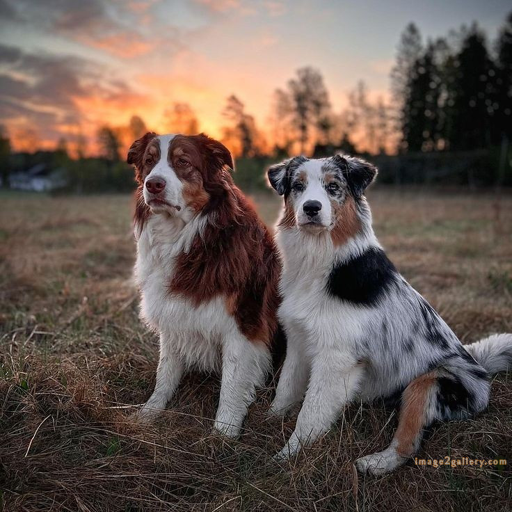 1100+ Dog Images Free Download | Cute Dog Pictures | 1019 animal dog photo -(10)