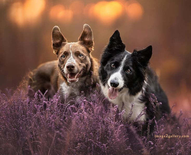 1100+ Dog Images Free Download | Cute Dog Pictures | 1013 animal dog photo -(12)