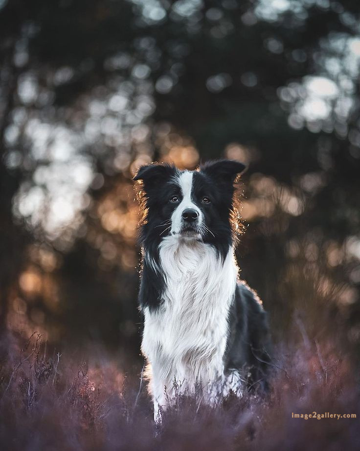 1100+ Dog Images Free Download | Cute Dog Pictures | 1011 animal dog photo -(14)