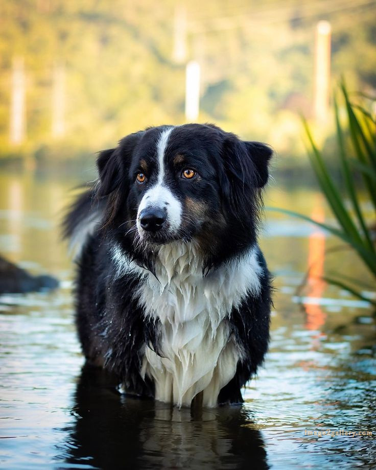 1100+ Dog Images Free Download | Cute Dog Pictures | 1010 animal dog photo -(15)