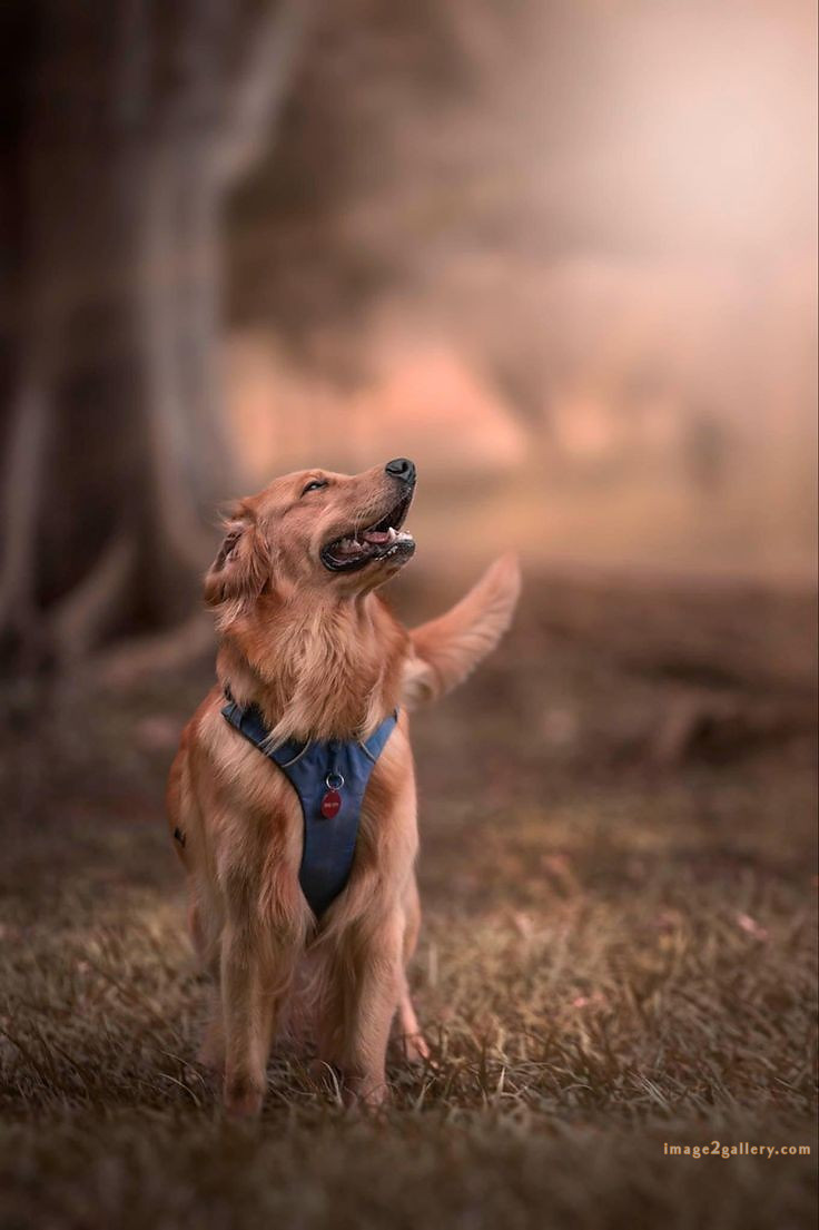 1100+ Dog Images Free Download | Cute Dog Pictures | 1005 animal dog photo -(16)