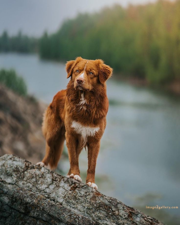 1100+ Dog Images Free Download | Cute Dog Pictures | 1006 animal dog photo -(17)