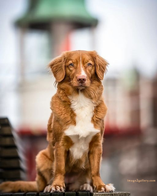 1100+ Dog Images Free Download | Cute Dog Pictures | 1008 animal dog photo -(18)