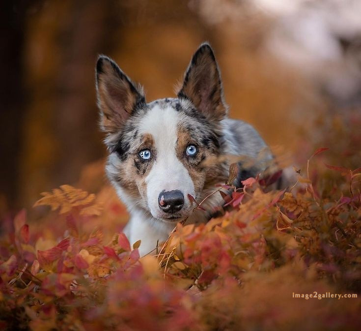 1100+ Dog Images Free Download | Cute Dog Pictures | 1007 animal dog photo -(19)