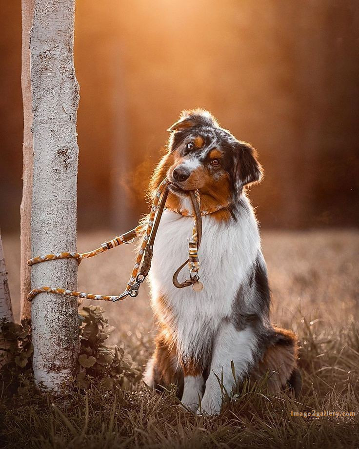 1100+ Dog Images Free Download | Cute Dog Pictures | 1023 animal dog photo -(2)
