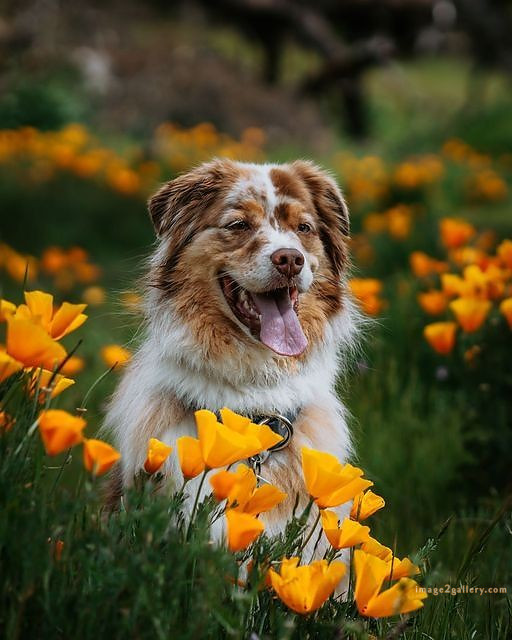 1100+ Dog Images Free Download | Cute Dog Pictures | 1022 animal dog photo -(3)