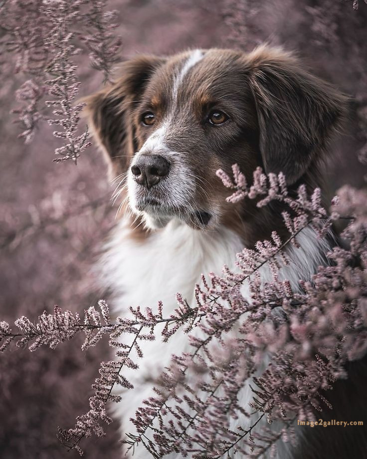 1100+ Dog Images Free Download | Cute Dog Pictures | 1021 animal dog photo -(4)