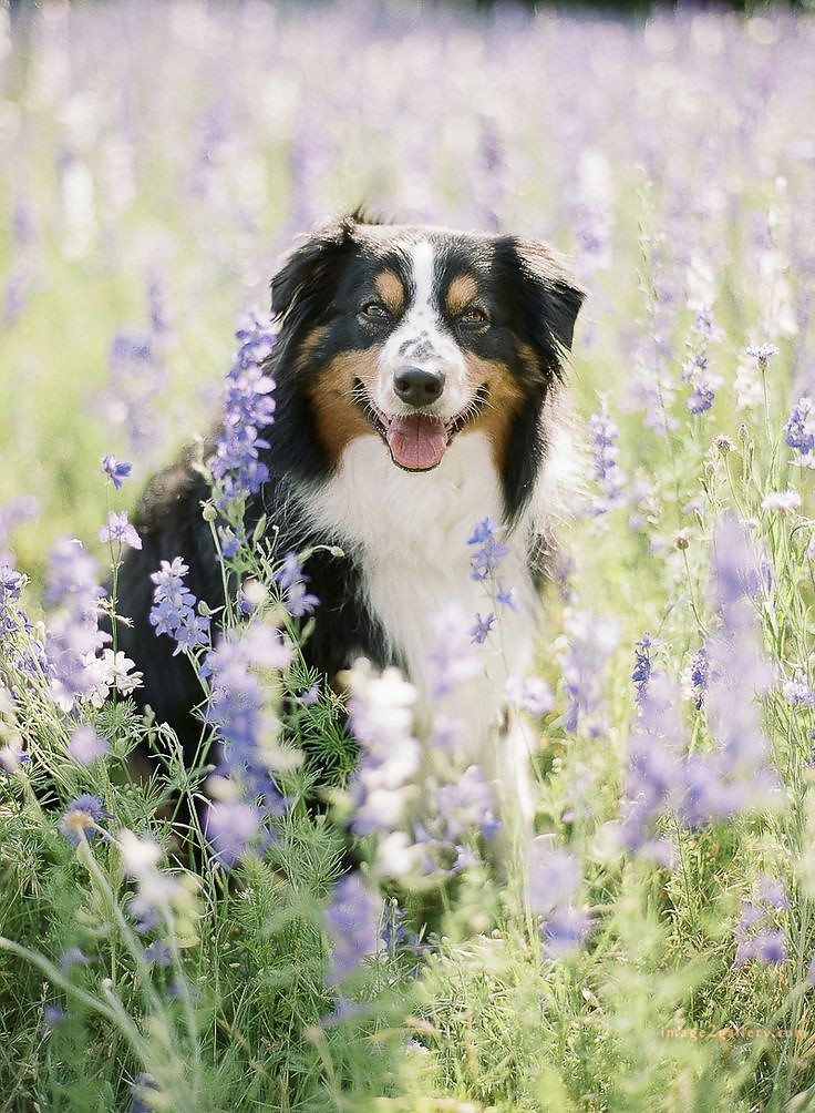 1100+ Dog Images Free Download | Cute Dog Pictures | 1015 animal dog photo -(6)