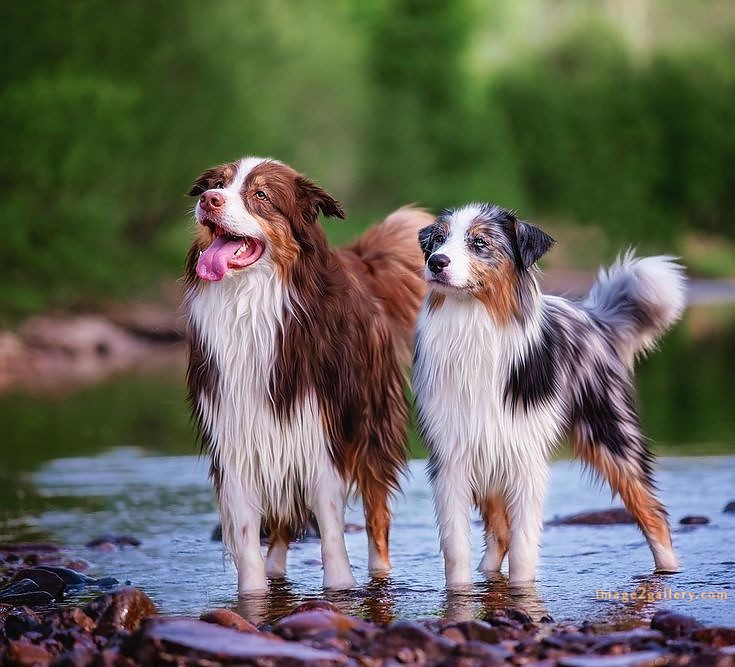 1100+ Dog Images Free Download | Cute Dog Pictures | 1016 animal dog photo -(7)