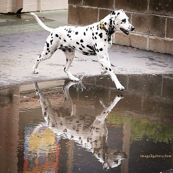 1100+ Dog Images Free Download | Cute Dog Pictures | 1017 animal dog photo -(8)