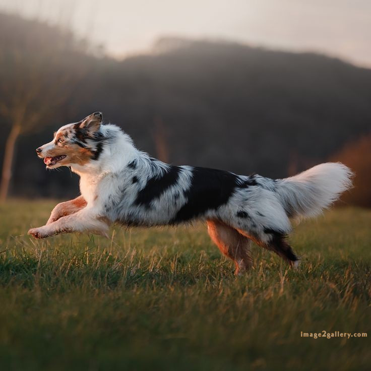 1100+ Dog Images Free Download | Cute Dog Pictures | 1018 animal dog photo -(9)