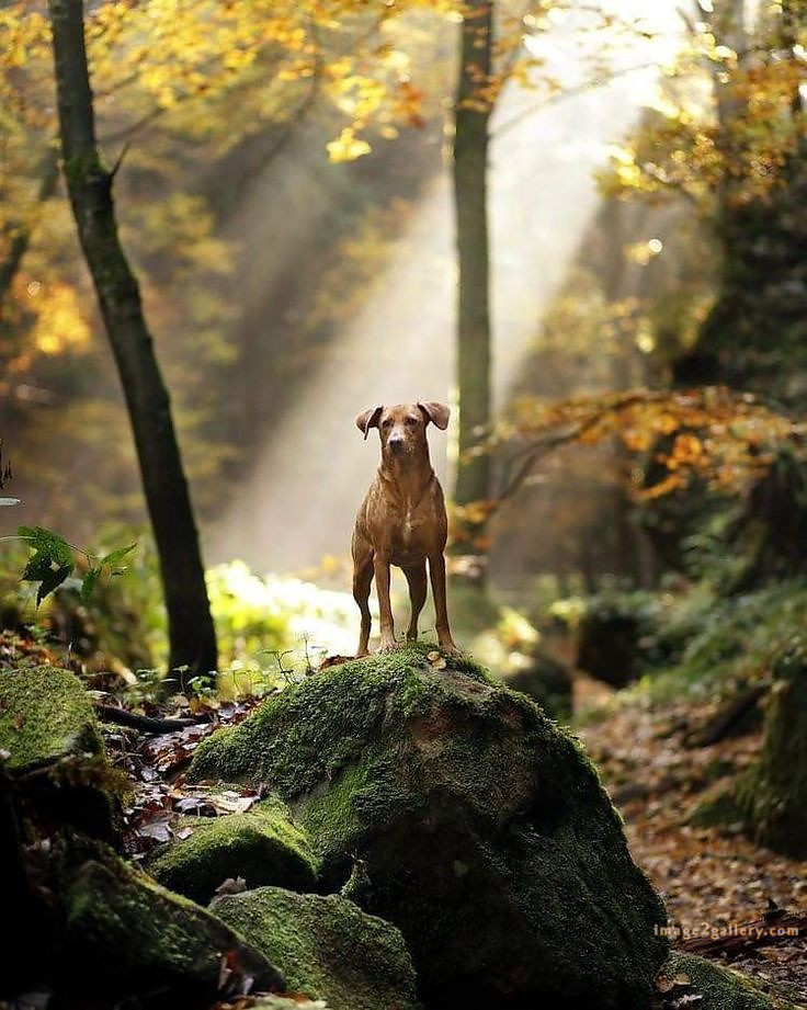 1100+ Dog Images Free Download | Cute Dog Pictures | 994 animal dog photos download -(10)