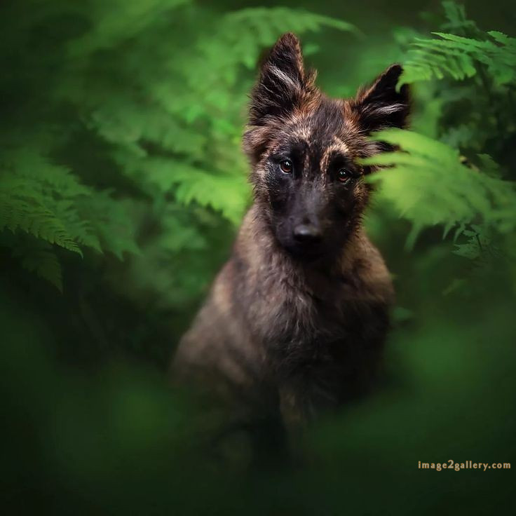 1100+ Dog Images Free Download | Cute Dog Pictures | 992 animal dog photos download -(12)