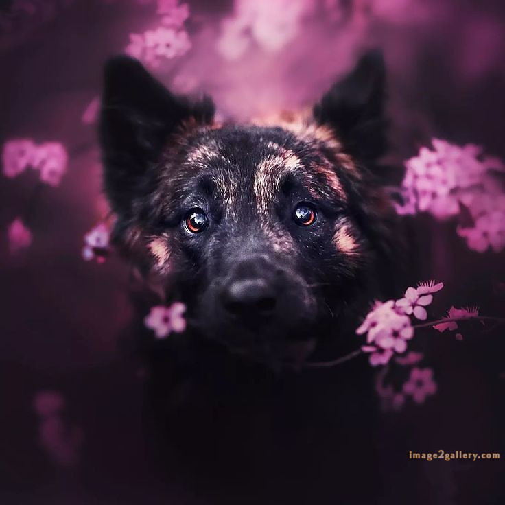 1100+ Dog Images Free Download | Cute Dog Pictures | 991 animal dog photos download -(13)
