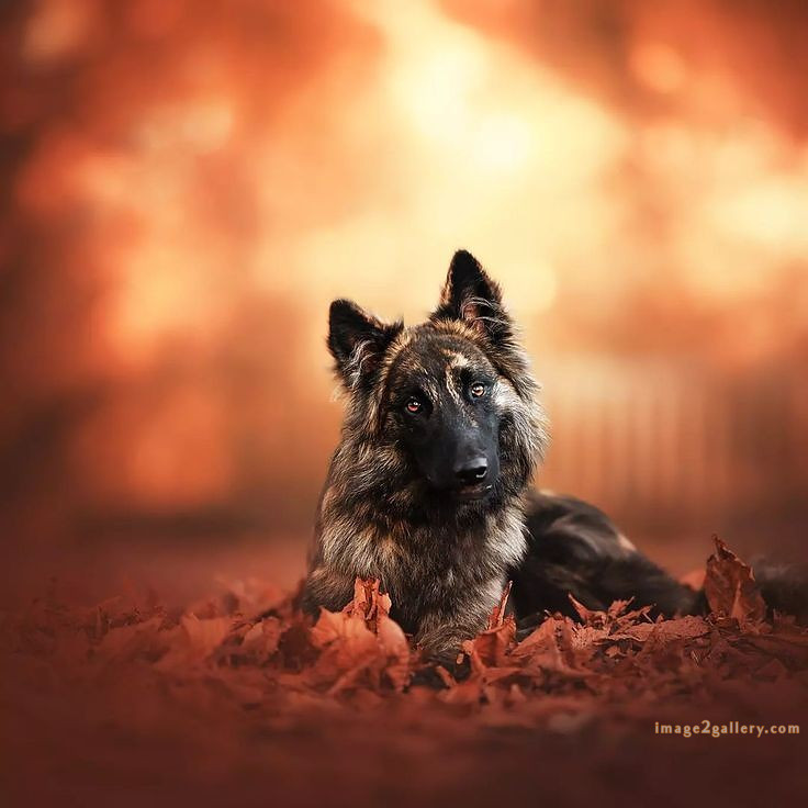 1100+ Dog Images Free Download | Cute Dog Pictures | 990 animal dog photos download -(14)