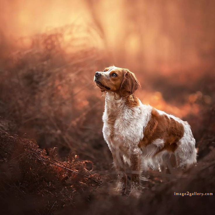 1100+ Dog Images Free Download | Cute Dog Pictures | 985 animal dog photos download -(15)