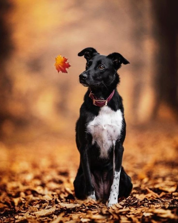 1100+ Dog Images Free Download | Cute Dog Pictures | 986 animal dog photos download -(16)
