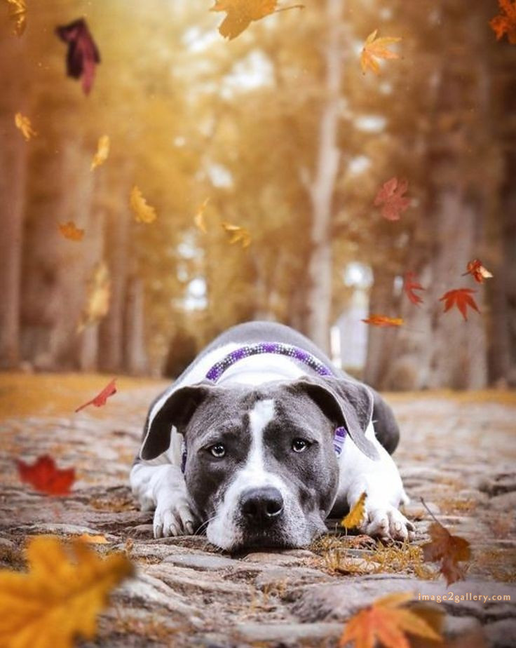 1100+ Dog Images Free Download | Cute Dog Pictures | 987 animal dog photos download -(17)