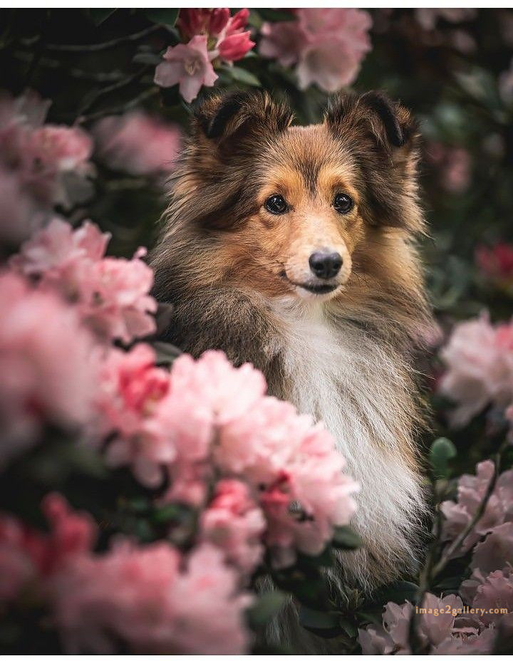 1100+ Dog Images Free Download | Cute Dog Pictures | 989 animal dog photos download -(19)