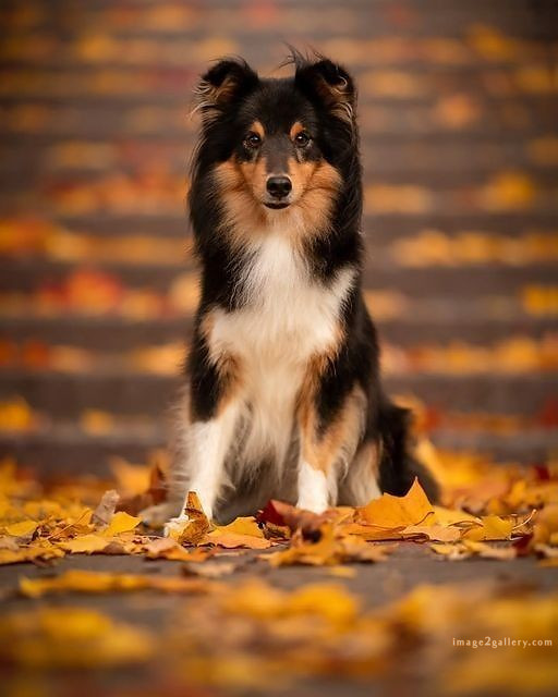 1100+ Dog Images Free Download | Cute Dog Pictures | 984 animal dog photos download -(20)