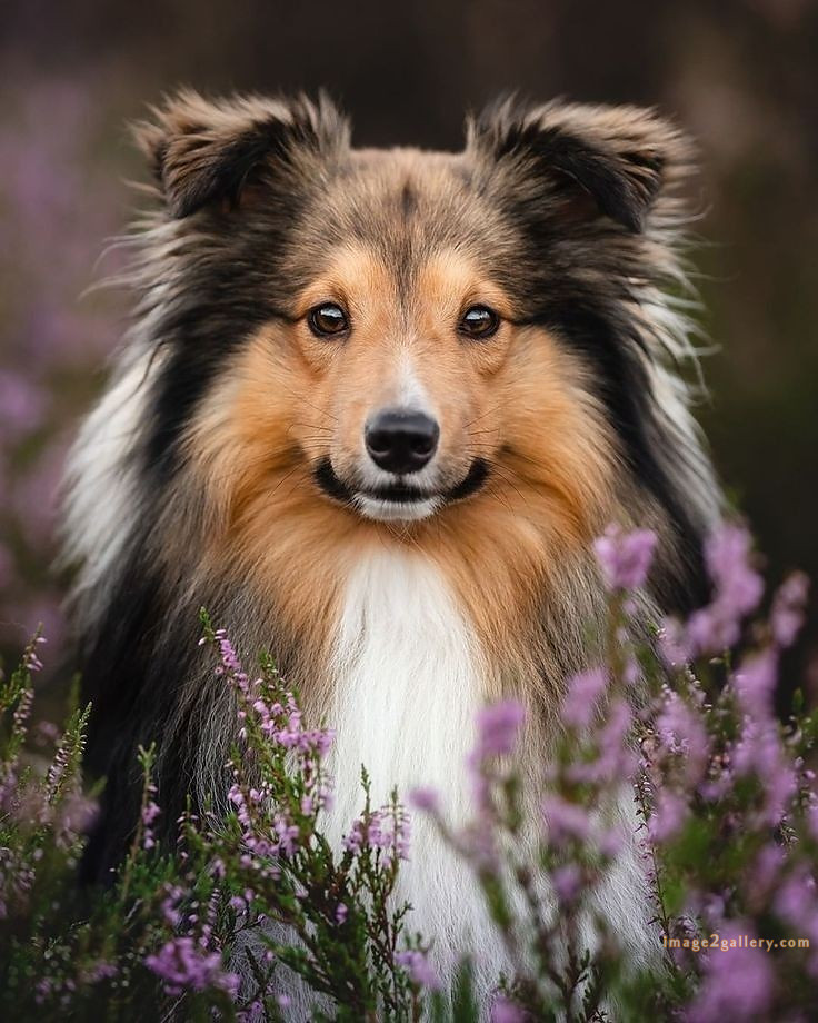 1100+ Dog Images Free Download | Cute Dog Pictures | 983 animal dog photos download -(21)