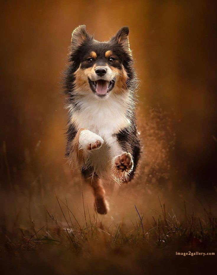 1100+ Dog Images Free Download | Cute Dog Pictures | 1001 animal dog photos download -(3)