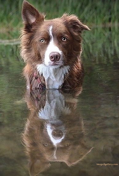 1100+ Dog Images Free Download | Cute Dog Pictures | 1000 animal dog photos download -(4)