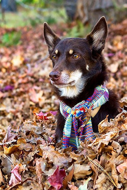 1100+ Dog Images Free Download | Cute Dog Pictures | 995 animal dog photos download -(5)