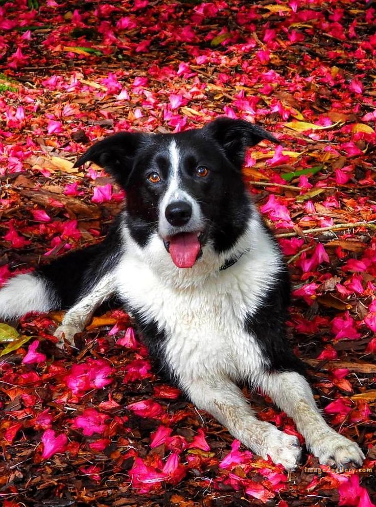 1100+ Dog Images Free Download | Cute Dog Pictures | 996 animal dog photos download -(6)