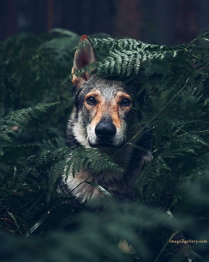1100+ Dog Images Free Download | Cute Dog Pictures | 997 animal dog photos download -(7)
