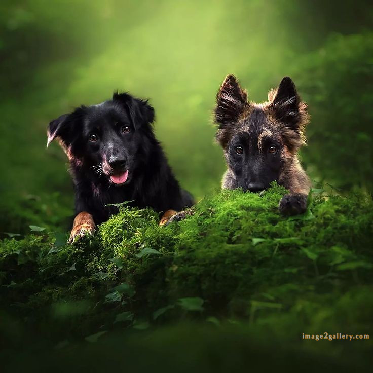 1100+ Dog Images Free Download | Cute Dog Pictures | 999 animal dog photos download -(9)