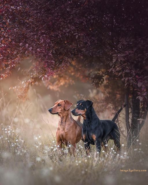 1100+ Dog Images Free Download | Cute Dog Pictures | 963 animal dog pic -