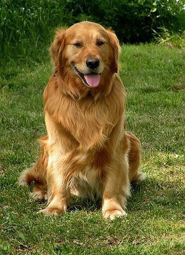 1100+ Dog Images Free Download | Cute Dog Pictures | 981 animal dog pic -(1)