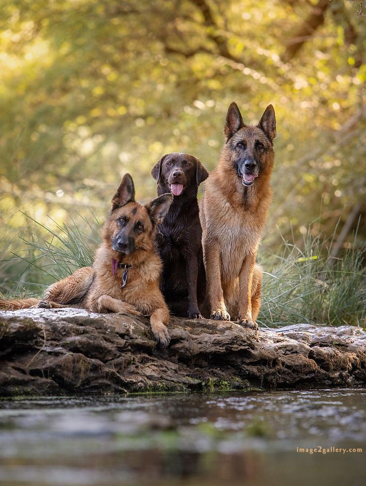 1100+ Dog Images Free Download | Cute Dog Pictures | 972 animal dog pic -(10)