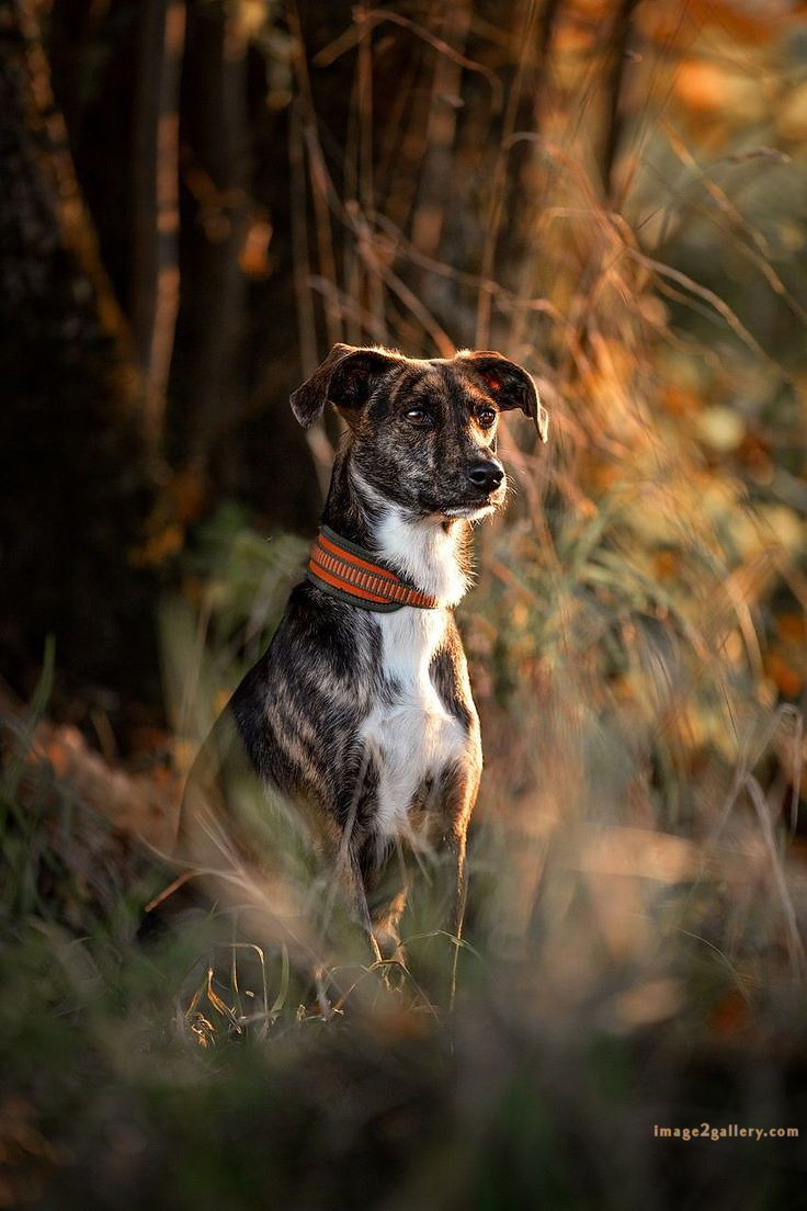 1100+ Dog Images Free Download | Cute Dog Pictures | 971 animal dog pic -(11)