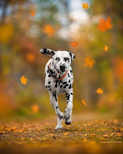 1100+ Dog Images Free Download | Cute Dog Pictures | 970 animal dog pic -(12)